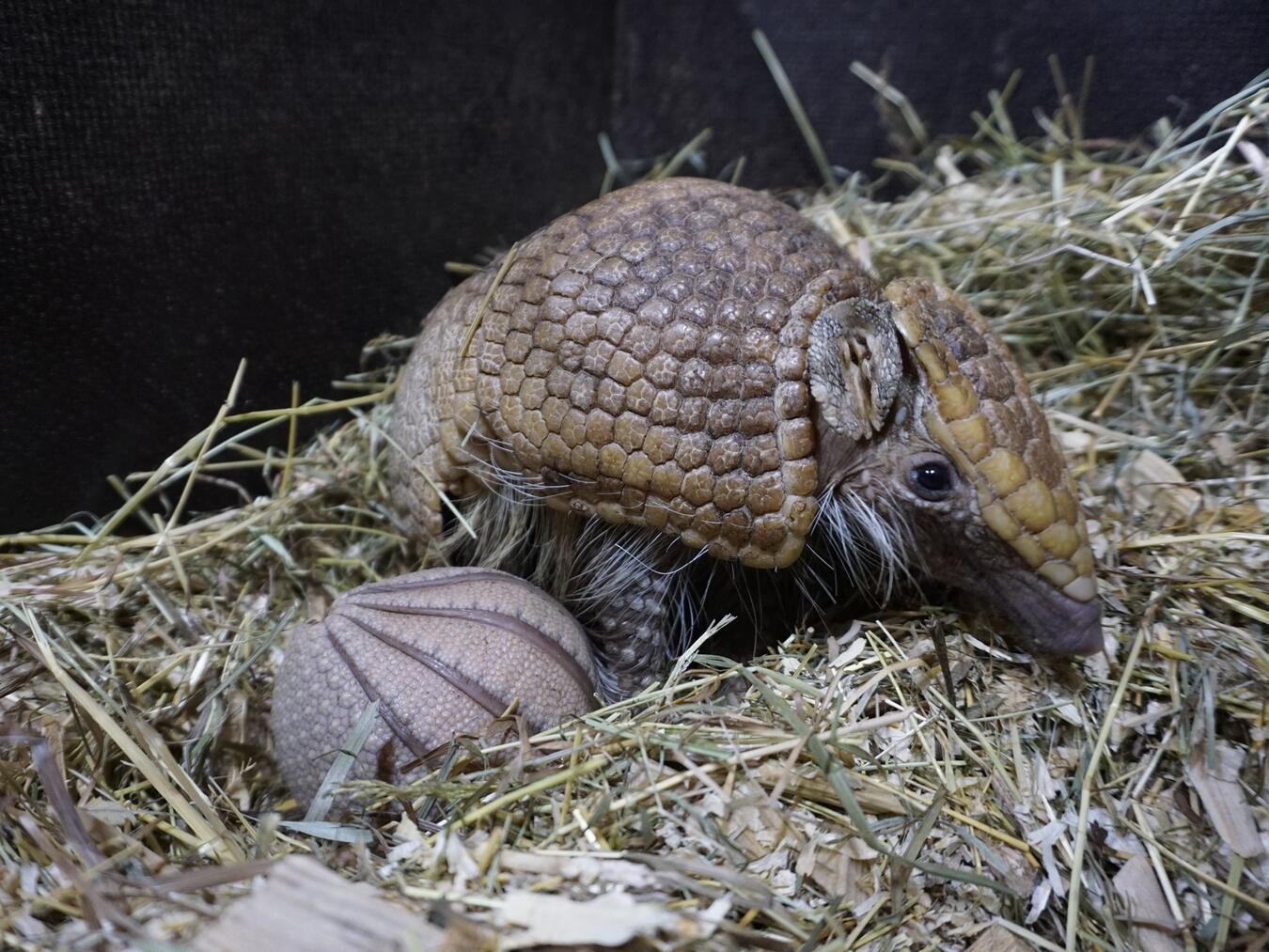 "Südliches Kugelgürteltier im Tiergarten Kleve, Südamerika, mit Jungtier, Tierwelt, Artenschutz"