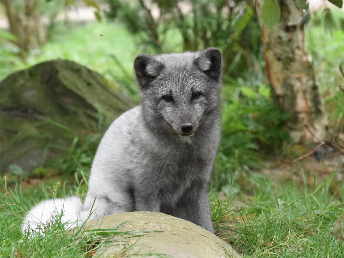 Tiere wie der Polarfuchs blühen erst im Winter so richtig auf. Foto: Tiergarten Kleve