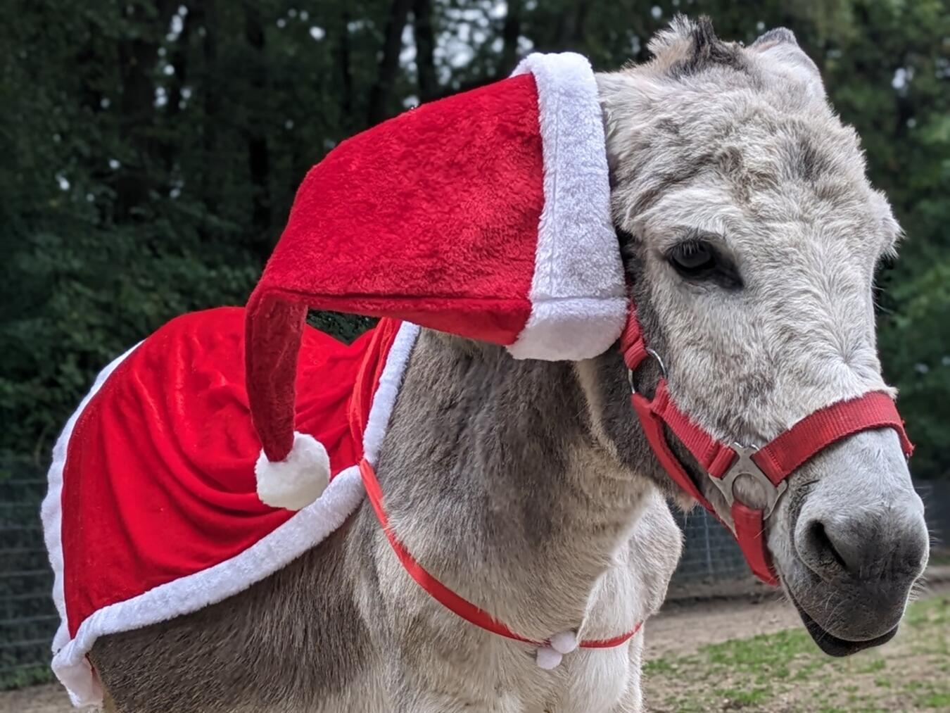Tierisch tolle Aktionen locken im Advent in den Tiergarten. Foto: Tiergarten Kleve 