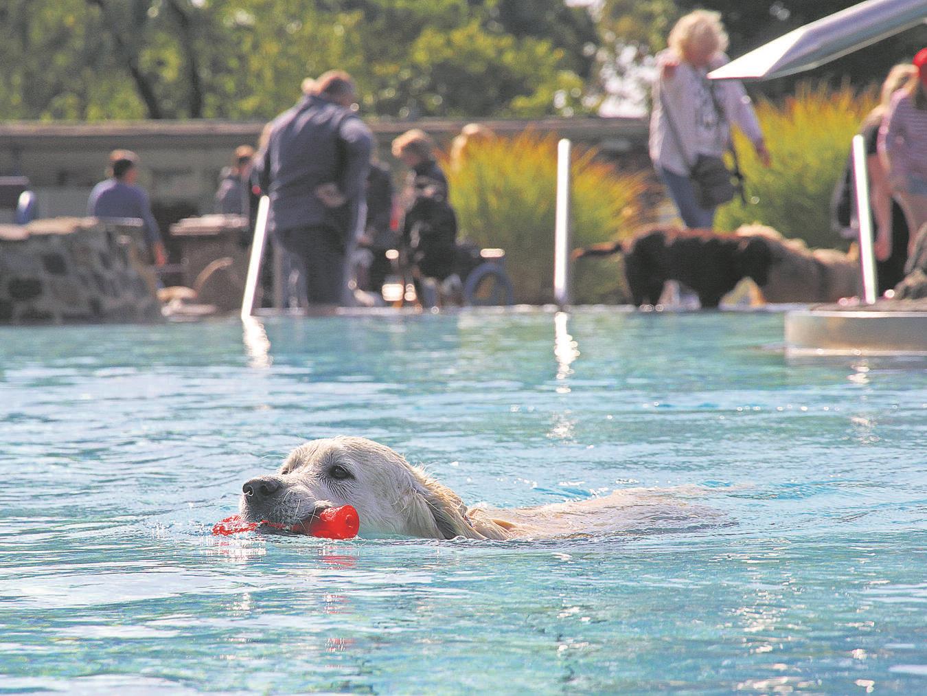 Tierischer Spaß im Freibad. NN-Foto: Theo Leie