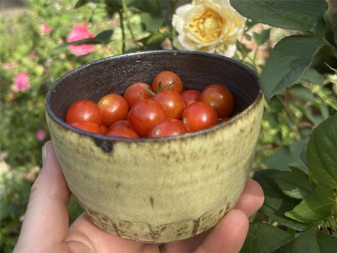 Tomate trifft Ton ist das Motto auf Haus Eyl. Foto: Tina Abbing, Haus Eyl