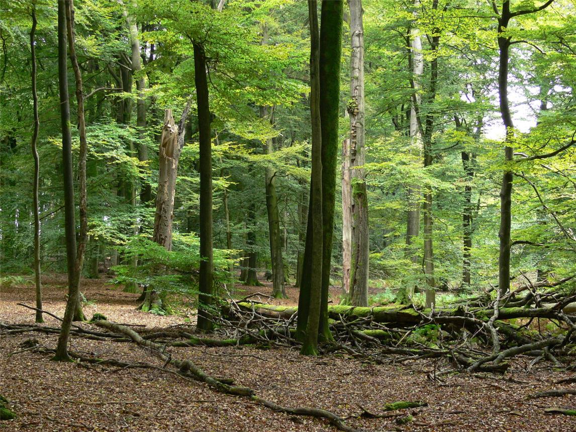 Totholz im Wald. Foto: Dietrich Cerff