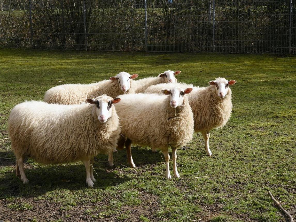 Über acht Prozent aller Schafböcke interessieren sich ausschließlich für das gleiche Geschlecht. Foto: Tiergarten Kleve