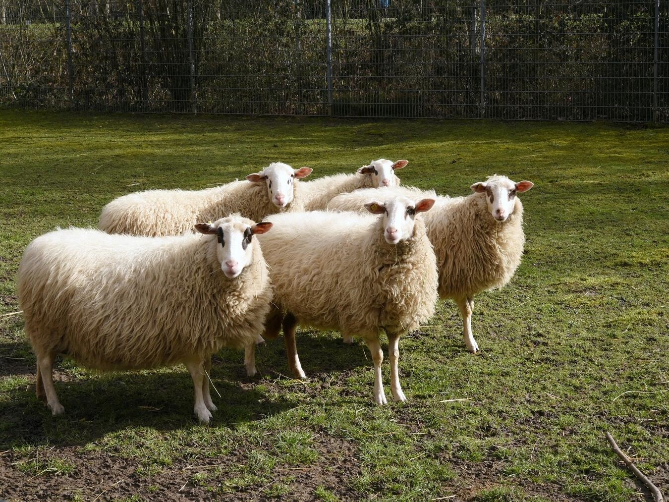 "Schafböcke im Tiergarten Kleve, gleichgeschlechtliches Interesse, Naturverhalten, Tierbeobachtung"