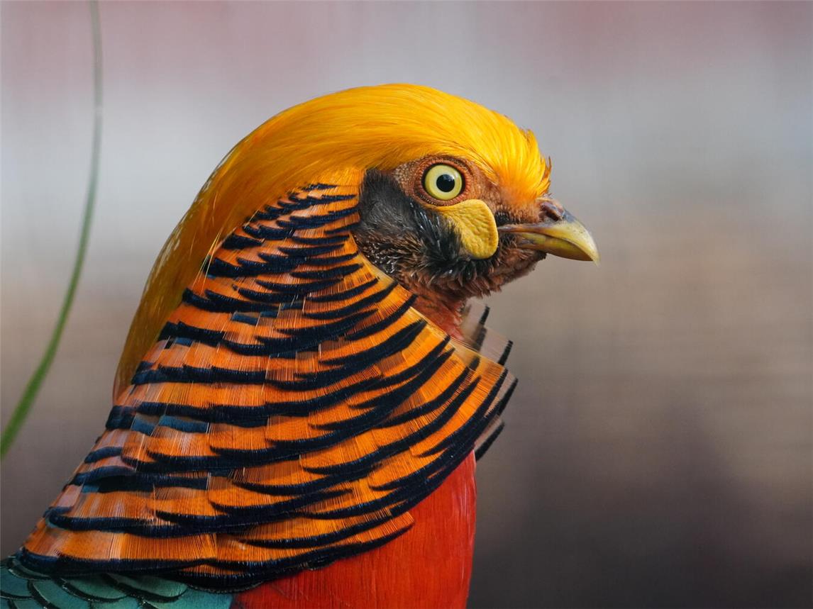 Über ein farbenfrohes Goldfasanmännchen kann man sich bereits im Januar freuen. Foto: Tiergarten Kleve