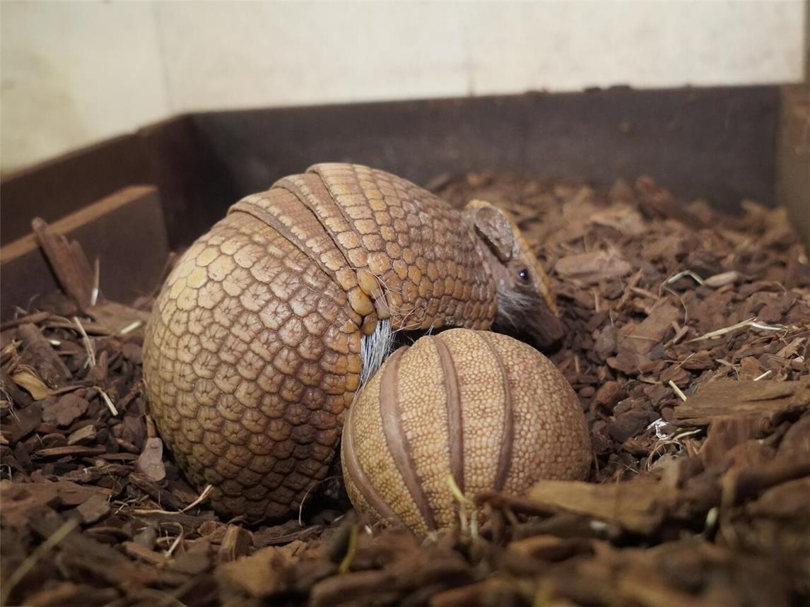 Über Nachwuchs bei den Südlichen Gürteltieren kann sich der Tiergarten in Kleve freuen. Foto: Tiergarten Kleve