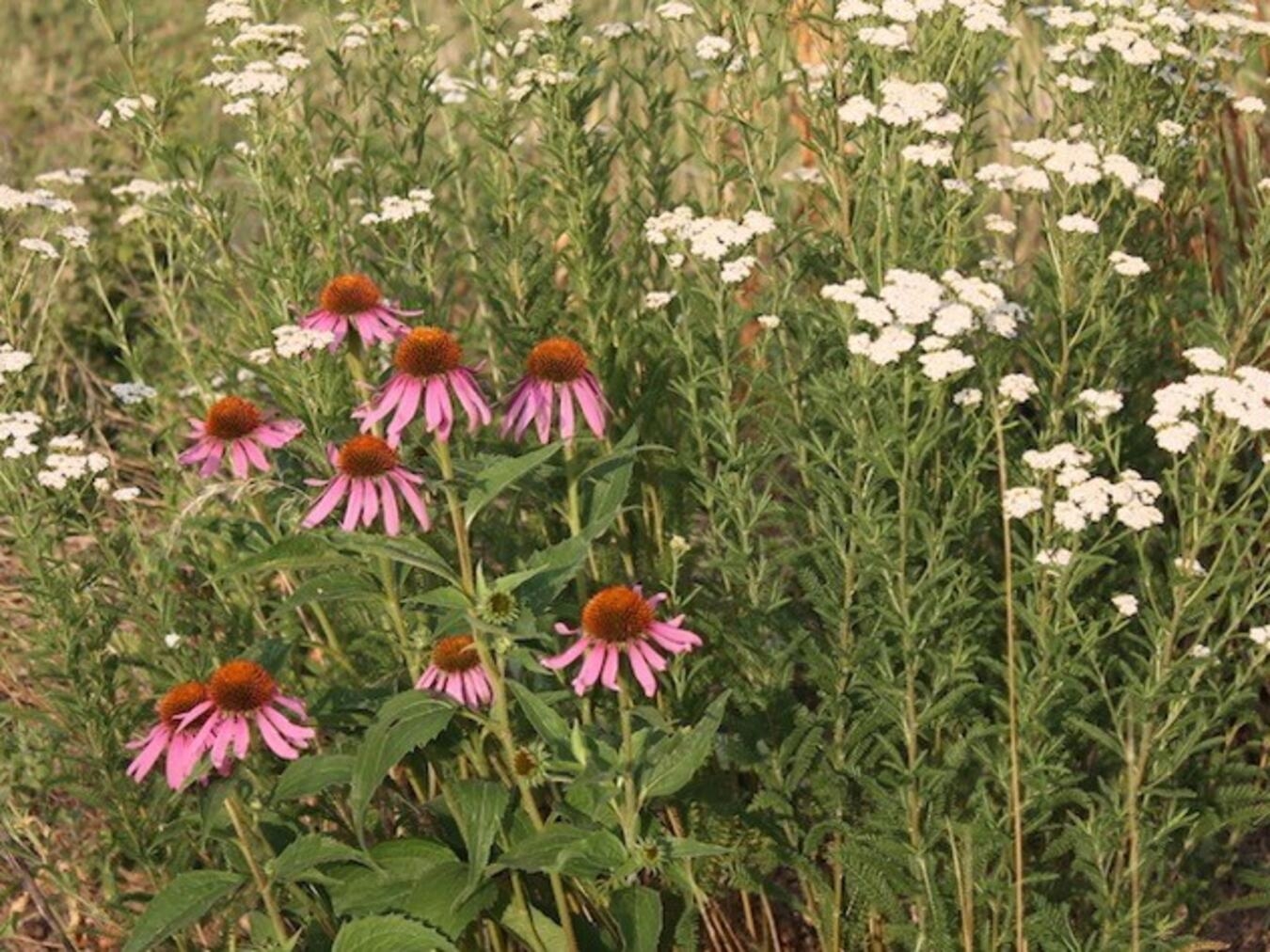 Eine Kräuter- und Blumenwiese