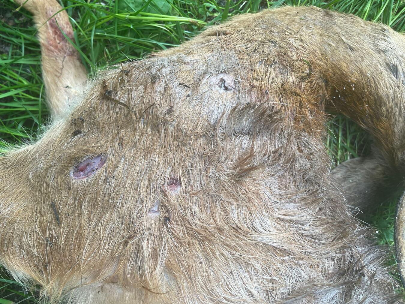 Um gerissene Tiere zu vermeiden: Im Zweifel anleinen. Foto: privat