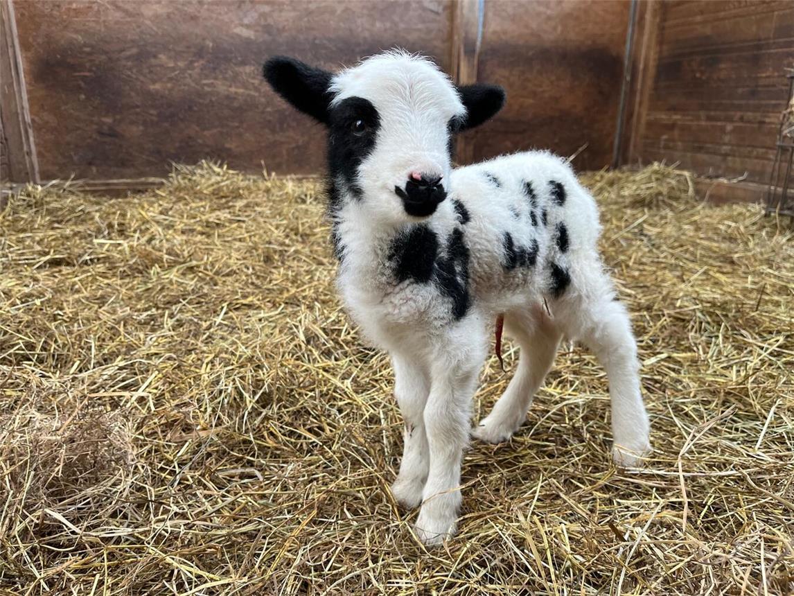 Umgeben von zahlreichen Tierkindern kann man wieder auf Schnäppchenjagd gehen. Foto: Tiergarten Kleve