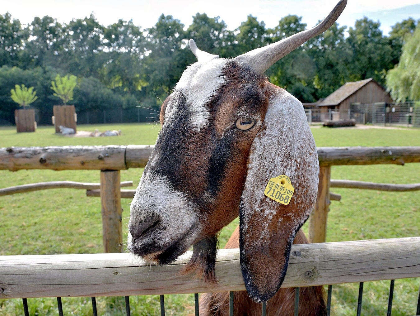 Alt-Tag: "Schwarz-weißes Bild eines Tieres mit aufmerksamem Blick, geeignet für Tierpatenschaft. Foto von Rüdiger Dehnen."