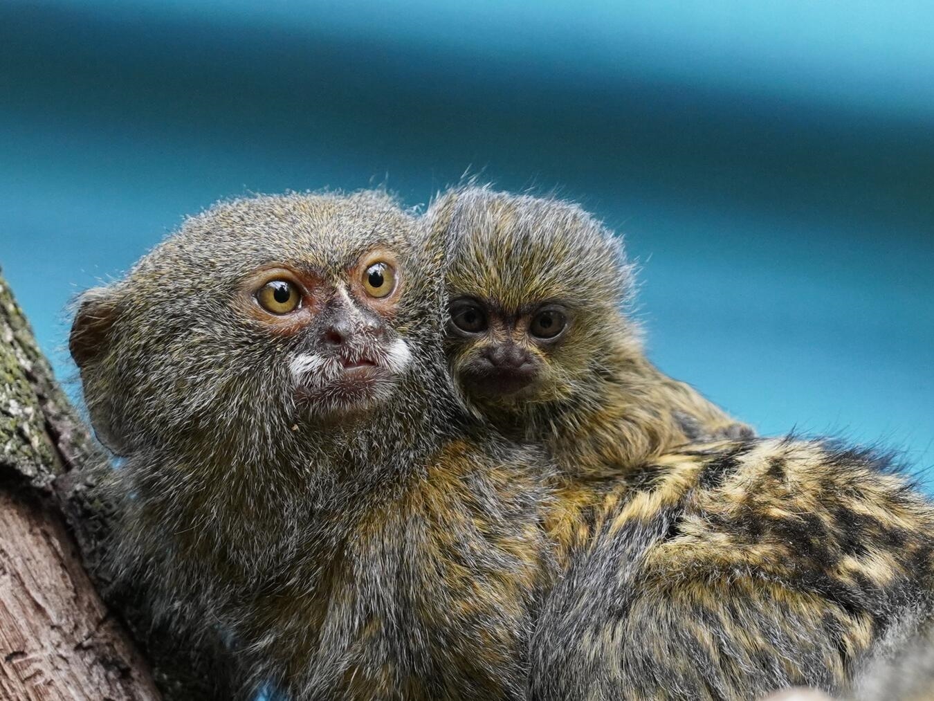 Unter dem Motto: „Tierische Generationen“ lädt der Tiergarten Kleve wieder zu den beliebten Seniorennachmittagen ein. Foto: Tiergarten Kleve