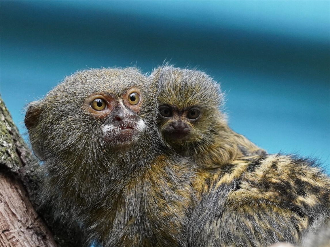 Unter dem Motto: „Tierische Generationen“ lädt der Tiergarten Kleve wieder zu den beliebten Seniorennachmittagen ein. Foto: Tiergarten Kleve