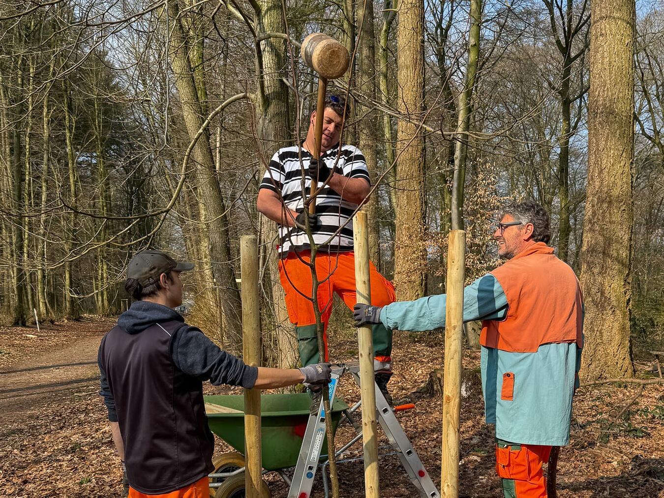 Unter fachlicher Leitung von Josef Gossen und Manfred Bremer (Landschaftspflege Haus Freudenberg) setzten engagierte Helfer die forstlichen Pflanz-Vorgaben im stark durchwurzelten Waldboden um. Foto: Thomas Velten