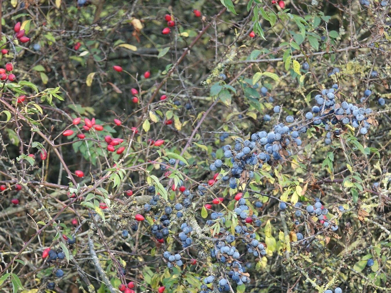 Unterschiedliche Früchte der Hecken, wie Schlehe und Hagebutte, bringen ziehende und hier überwinternde Vogelarten durch die kalte Jahreszeit. Foto: NZ Kleve