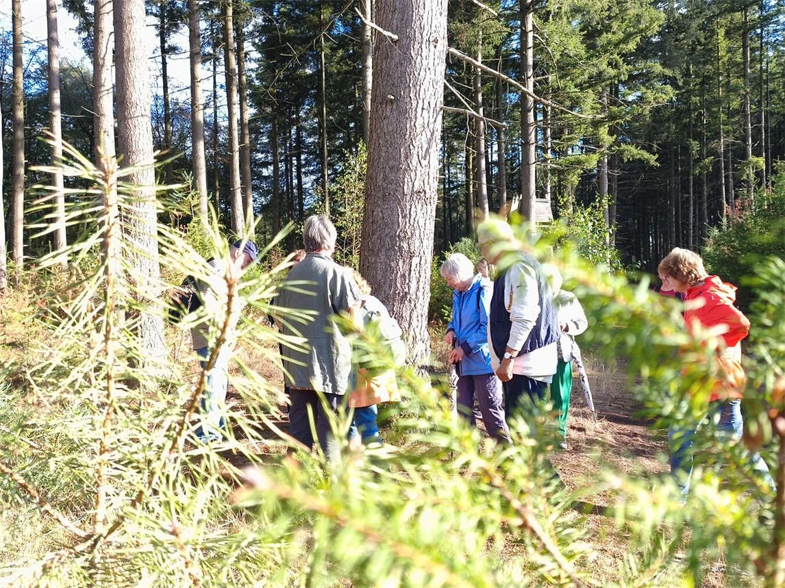 Unterwegs beim Waldatmen warten viele versteckte Details auf die Teilnehmer. Foto: Wallfahrtsstadt Kevelaer