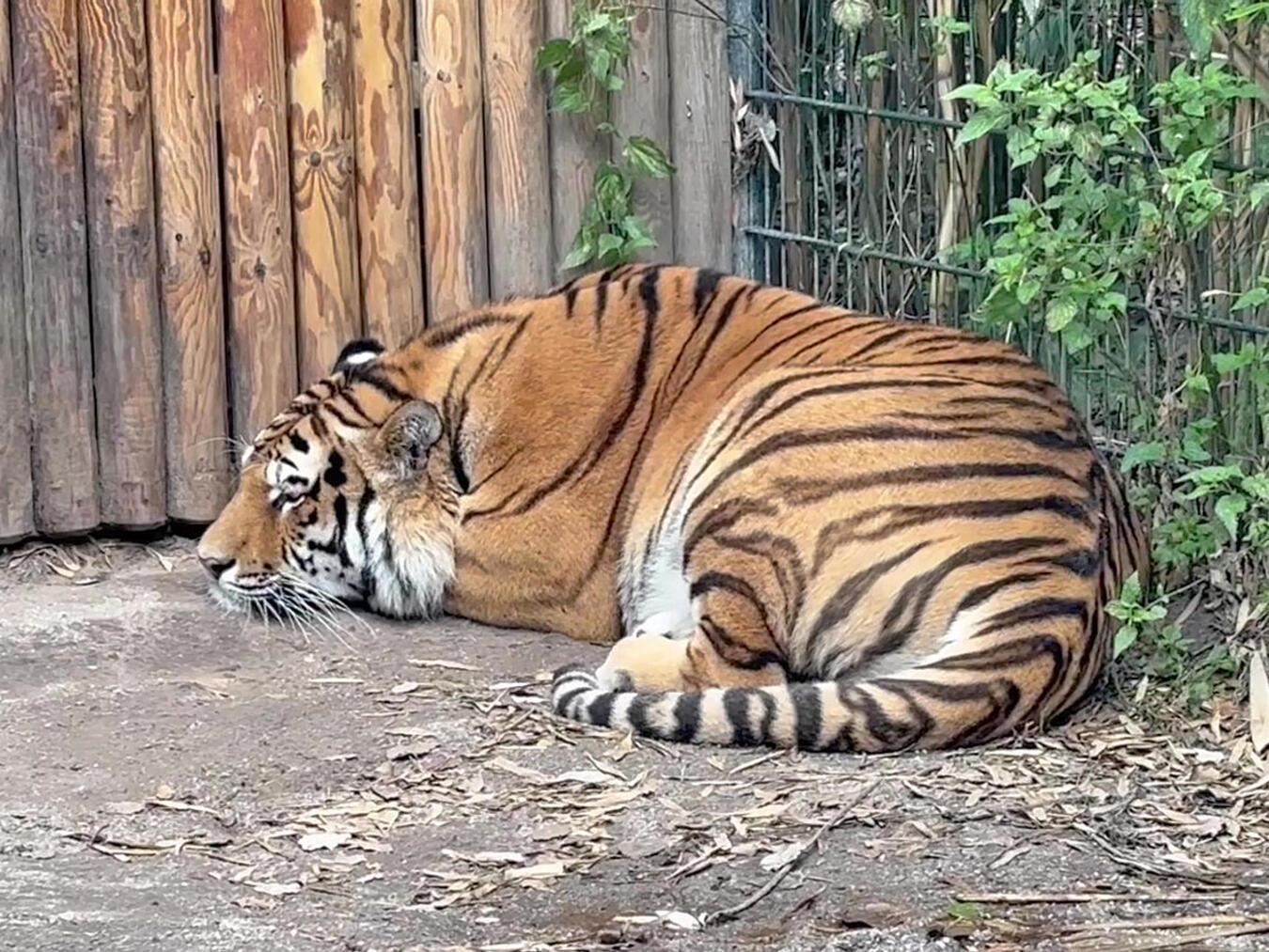 Verstärkung für das Tigergehege im ZooParc: Der Amurtiger zählt zu den am stärksten bedrohten Großkatzen weltweit. Foto: ZooParc Overloon