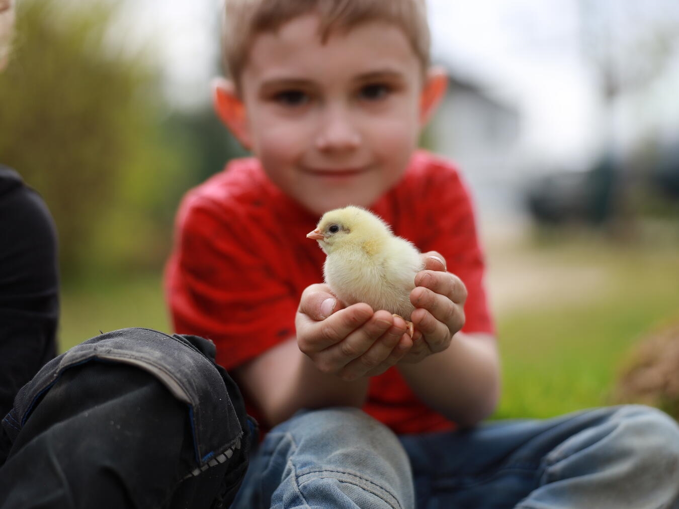 "Vier flauschige Entenküken im Gras, Natur, Frühling, Tierbabys"