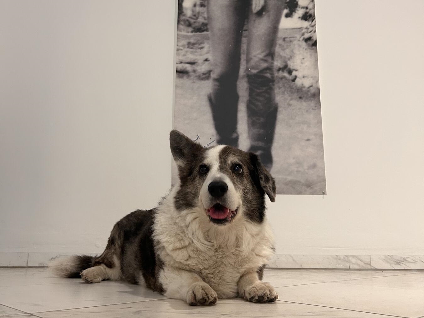 "Vierbeiner im Museum Schloss Moyland am 20. November willkommen, Hund im Kunstumfeld"