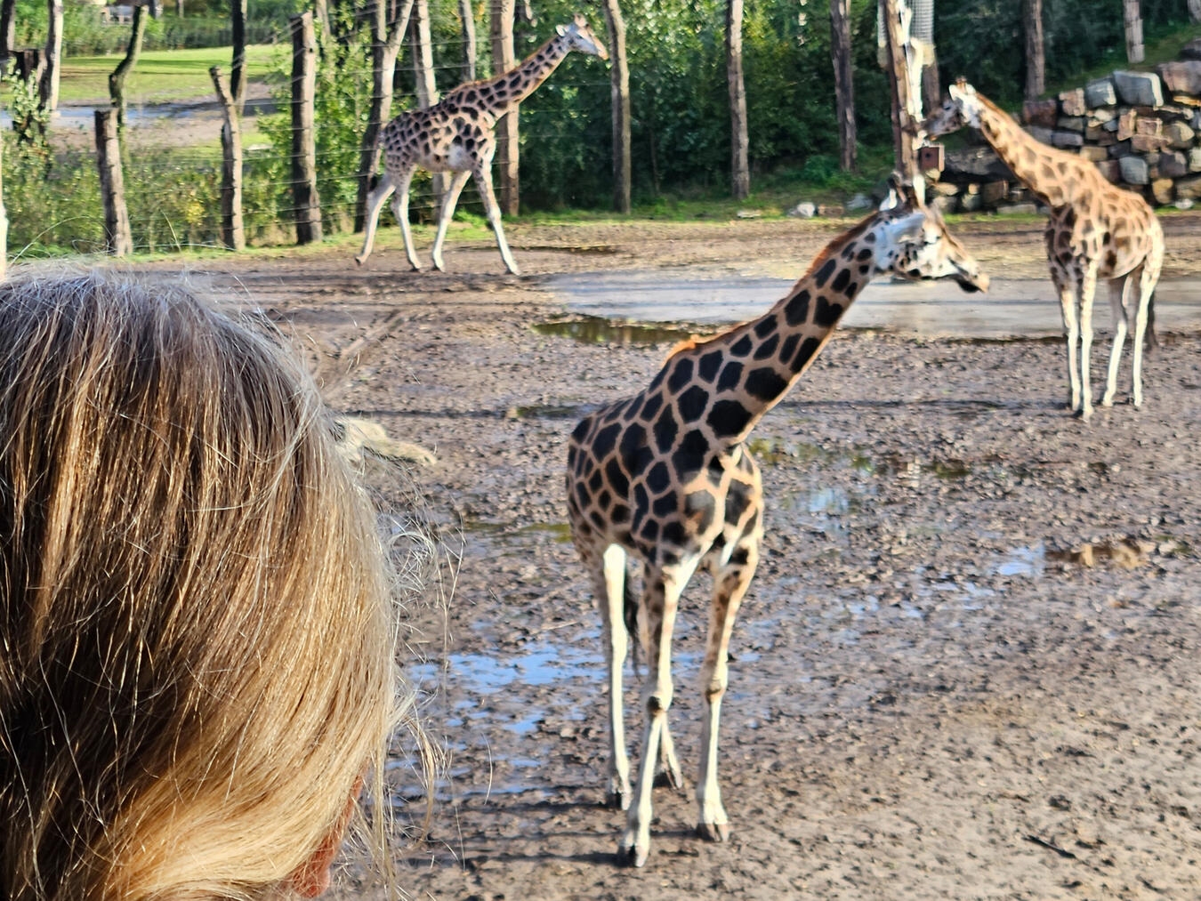 Vom Balkon aus können Übernachtungsgäste die Tiere beobachten... NN-Foto: vs
