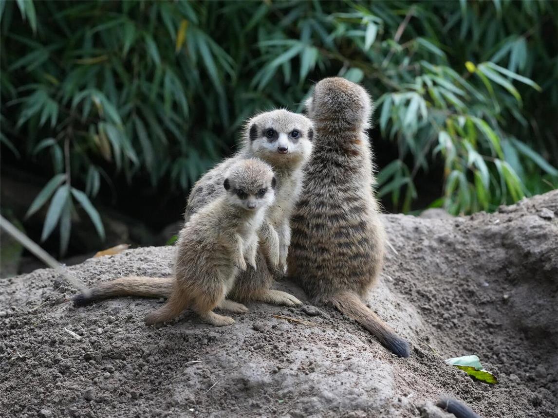 Von Tag zu Tag mutiger wird das Jungtier. Foto: Tiergarten Kleve