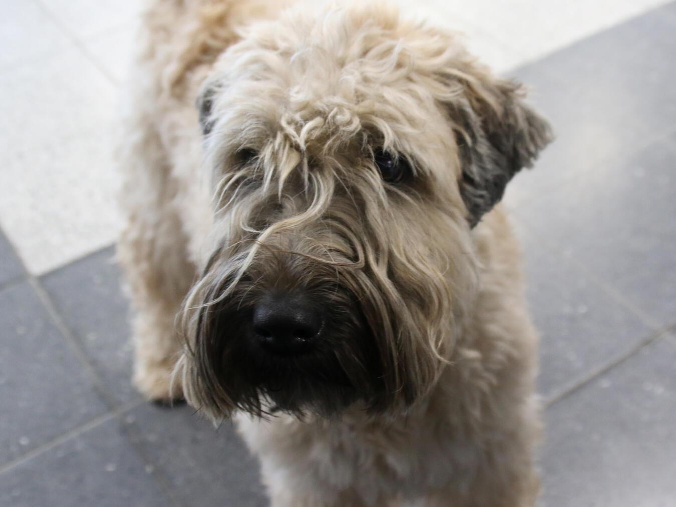 Von wegen Leseratte.Anu ist Schulhund – der Literatur gegenüber aufgeschlossen.