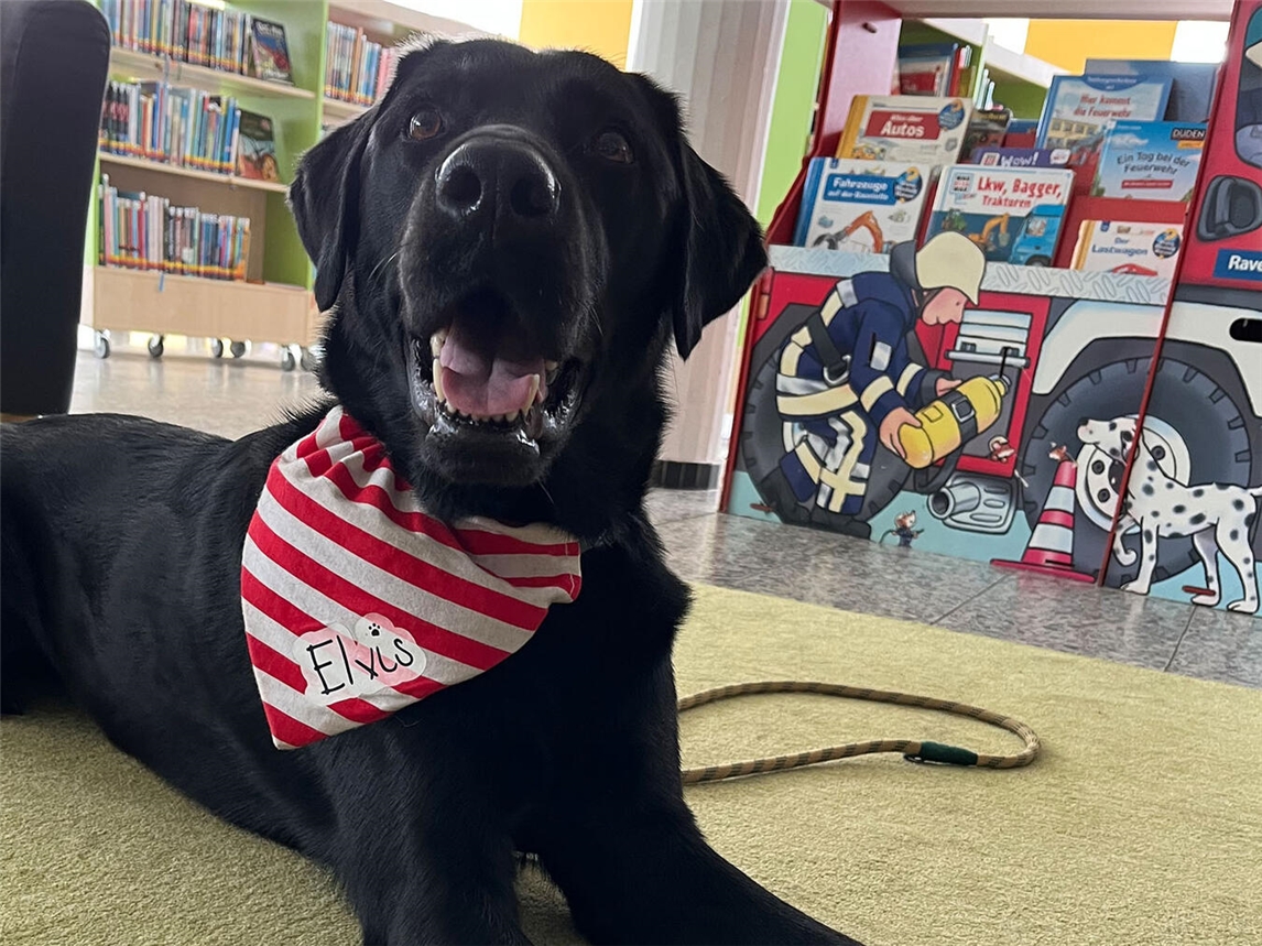 "Vorlesehund Elvis sitzt aufmerksam auf Teppich, fördert Lesekompetenz bei Kindern – Foto von Daniela Verhoeven."