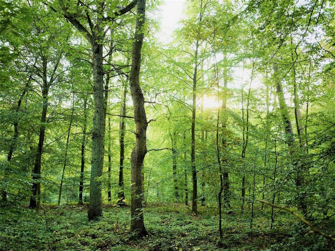 Waldbaden wirkt sich positiv aus auf Kreislauf, Immunsystem und Psyche. Foto: privat