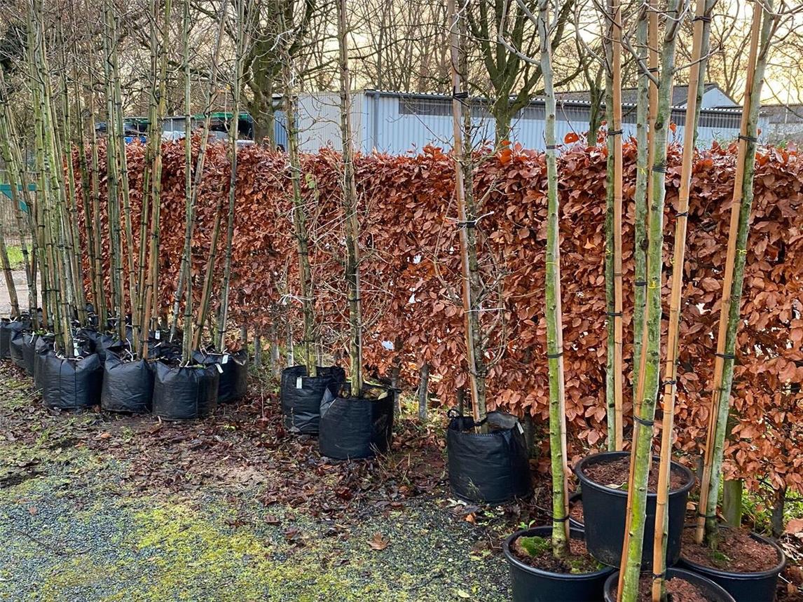 Wallfahrtsstadt stellt kostenlose Obst- und Laubbäume zur Verfügung. Foto: © Wallfahrtsstadt Kevelaer  