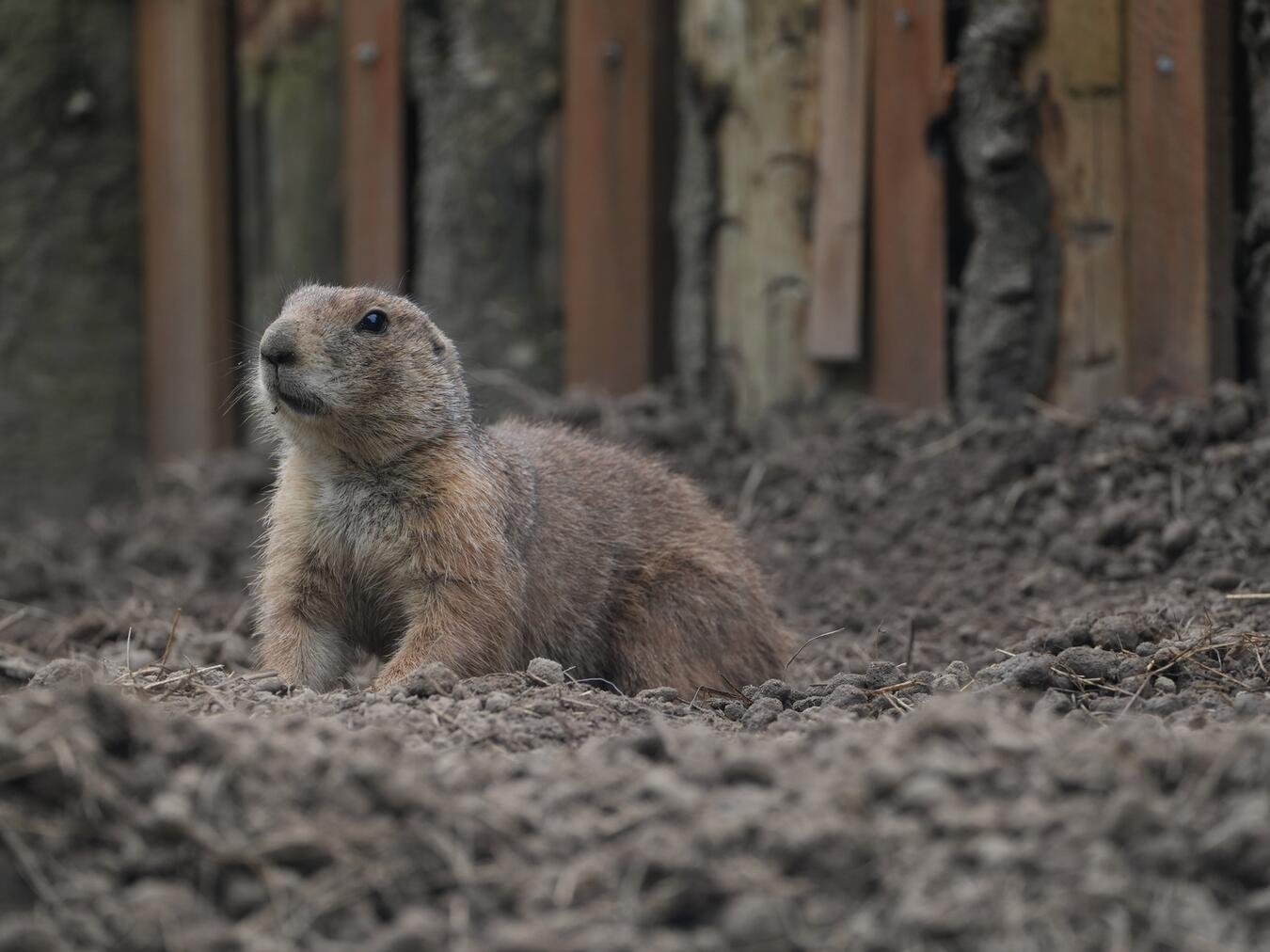 Was machen Präriehunde bei Gefahr? Die Antwort auf diese und weitere Fragen gibt es bei der Weihnachtsferienrallye im Tiergarten. Foto: Tiergarten Kleve