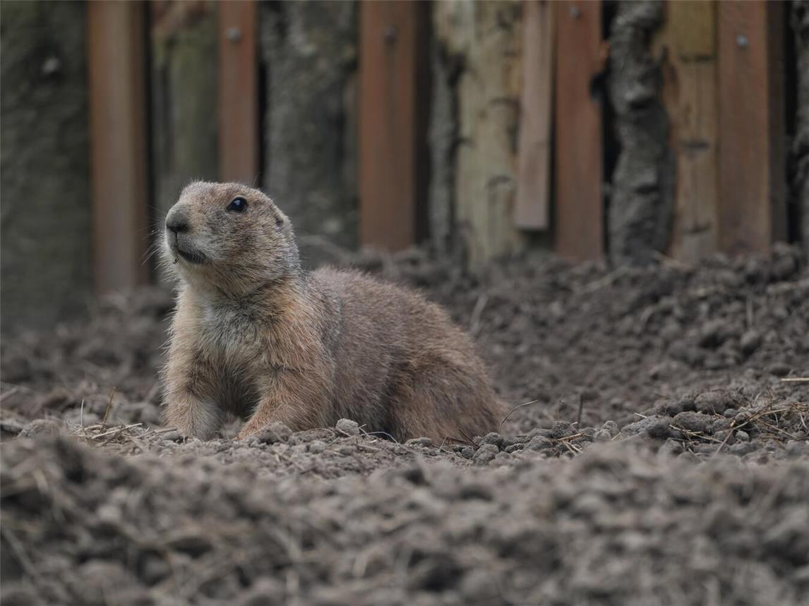 Was machen Präriehunde bei Gefahr? Die Antwort auf diese und weitere Fragen gibt es bei der Weihnachtsferienrallye im Tiergarten. Foto: Tiergarten Kleve