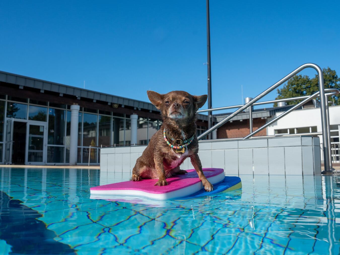 Wasserspaß für Vierbeiner am 31. August im Embricana. Foto: privat