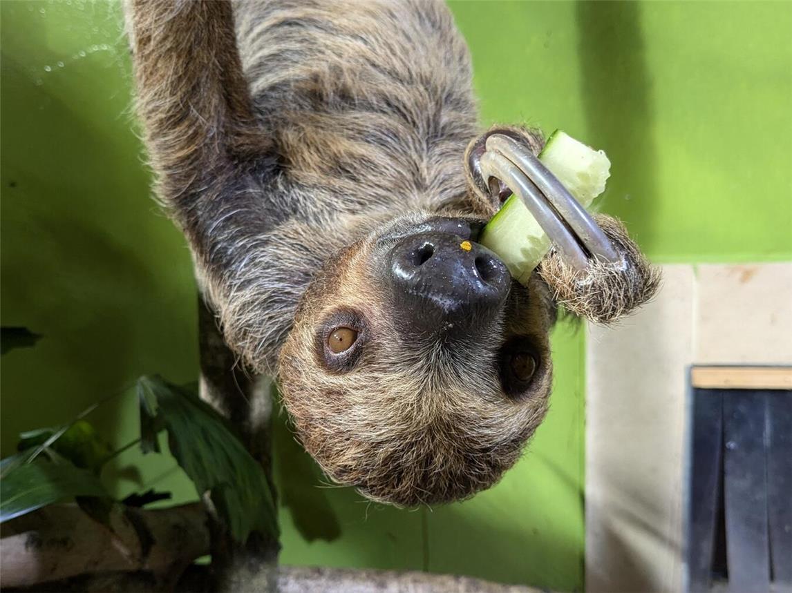 Wer einmal einem Faultier ganz nah kommen es füttern möchte, kann dies jetzt auch am Wochenende im Tiergarten tun und dies bequem online buchen. Foto: Tiergarten Kleve