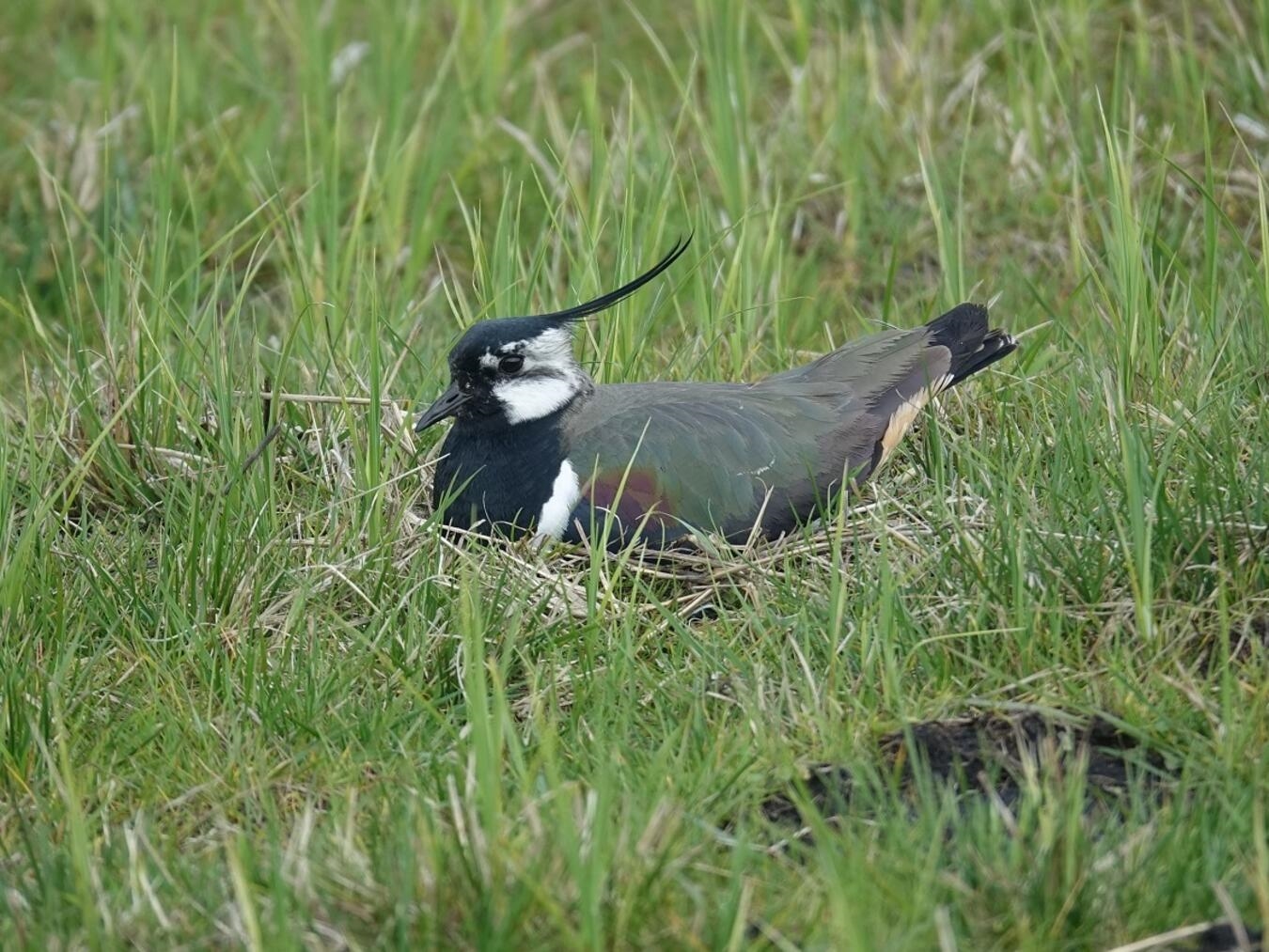 "Wiesenvögel Kiebitz in der Hetter entdecken, Naturfotografie"