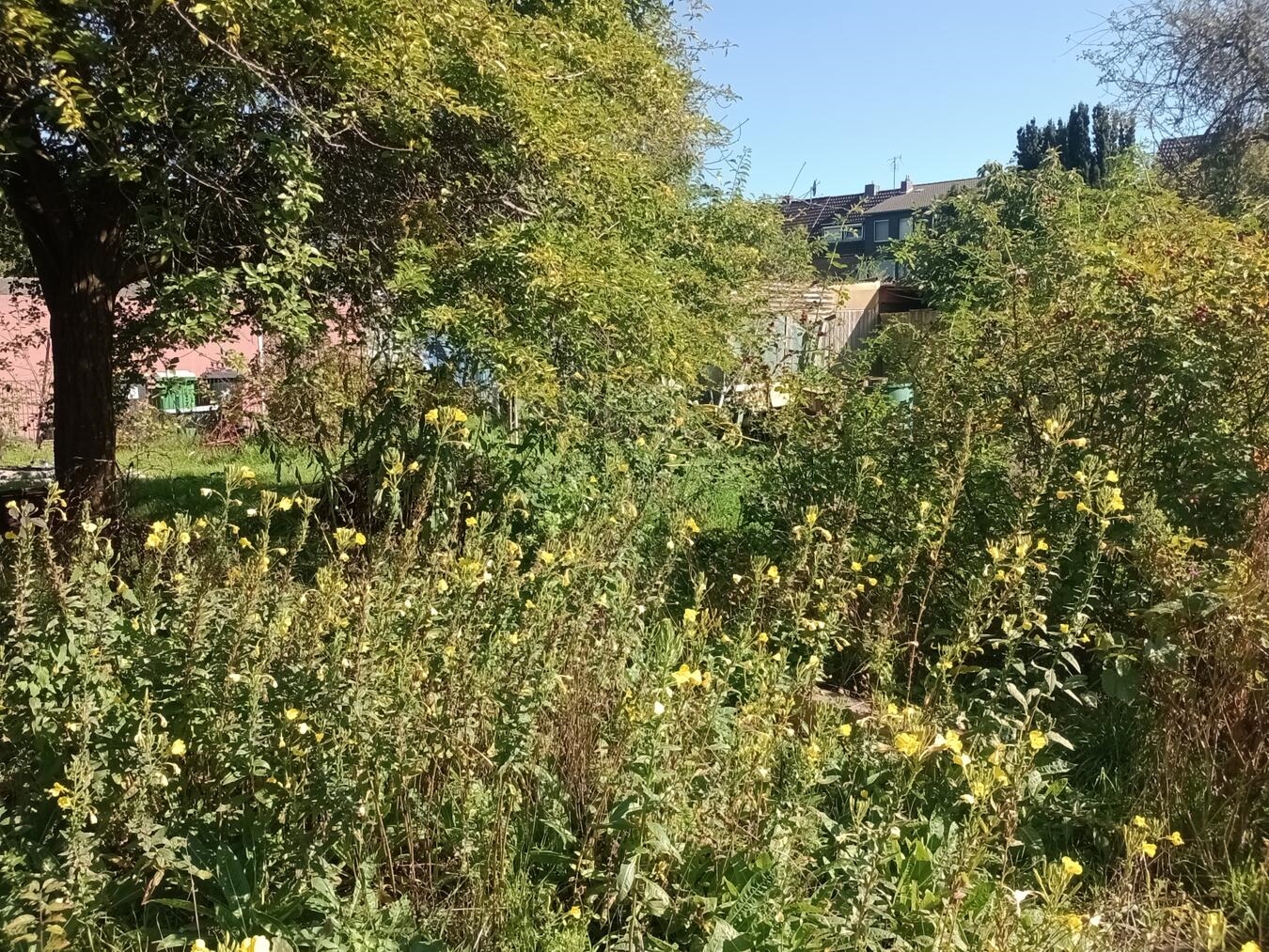 "Emmergrün-Waldgarten mit Wildblumen, Sträuchern, Bäumen, Obst und Gemüse"