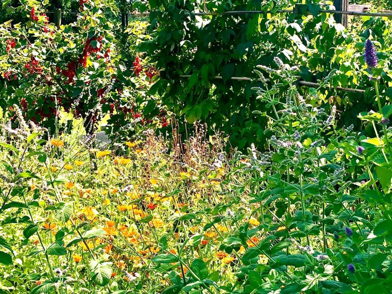 Wilde Ecken im eigenen Garten verbessern das Stadtklima und fördern die Biodiversität. Foto: Sandra Neumann/ HSRW