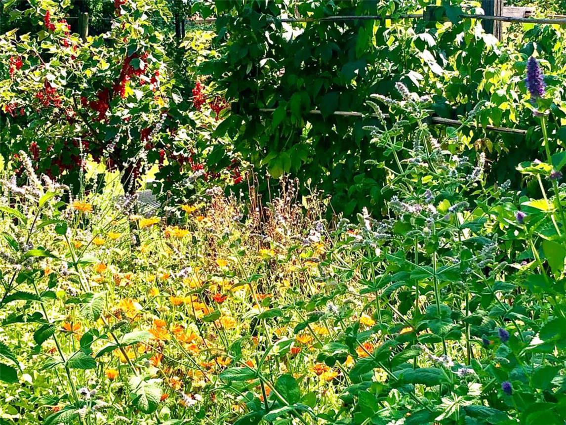 Wilde Ecken im eigenen Garten verbessern das Stadtklima und fördern die Biodiversität. Foto: Sandra Neumann/ HSRW