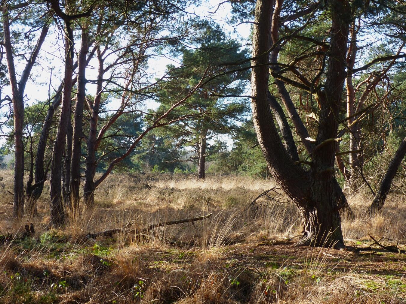 Winterliches Schnupper-Waldbaden am Samstag, 31. Januar, in den Maasduinen. Foto: privat