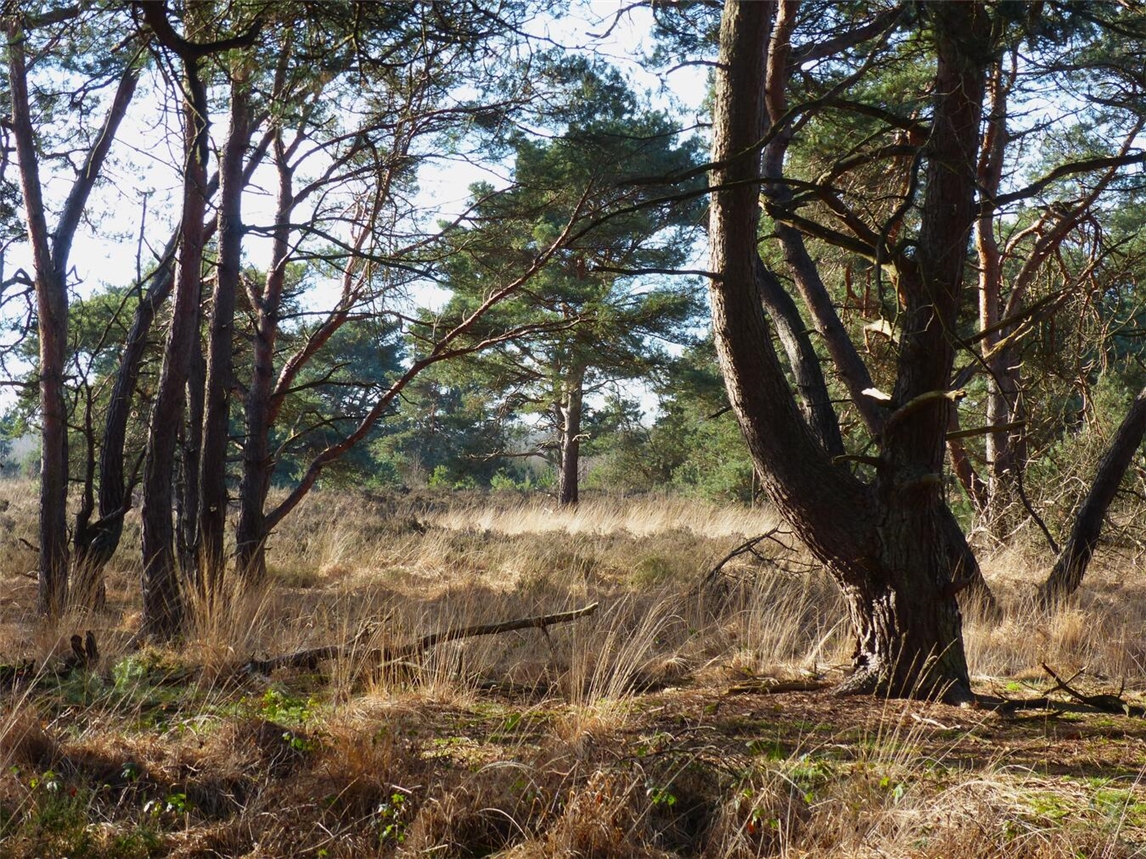 Winterliches Schnupper-Waldbaden am Samstag, 31. Januar, in den Maasduinen. Foto: privat