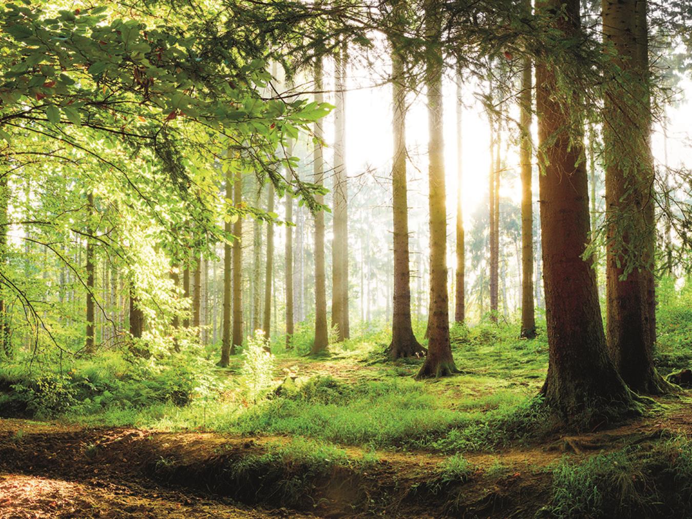 Pro und Contra zum Nationalpark Reichswald Wird aus dem Reichswald bald ein Nationalpark? Symbolfoto: Günter Albers_stock.adobe.com
