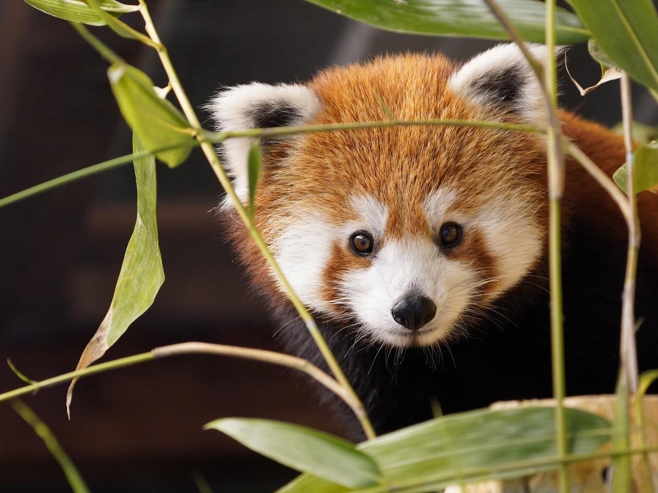 "Pressefotos von Dietmar Cornelissen im Klever Tiergarten, Zoo, Tiere, Naturfotografie"