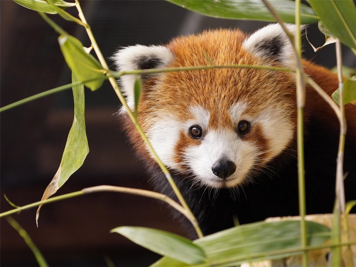"Pressefotos von Dietmar Cornelissen im Klever Tiergarten, Zoo, Tiere, Naturfotografie"