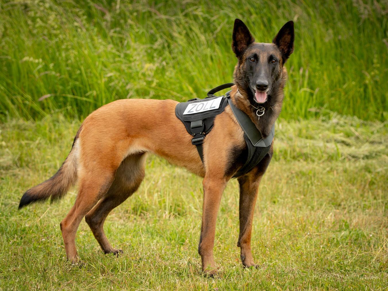 Zollhündin Frieda erschnüffelte in einem PKW eine große Menge Rauschgift. Foto: Hauptzollamt Duisburg