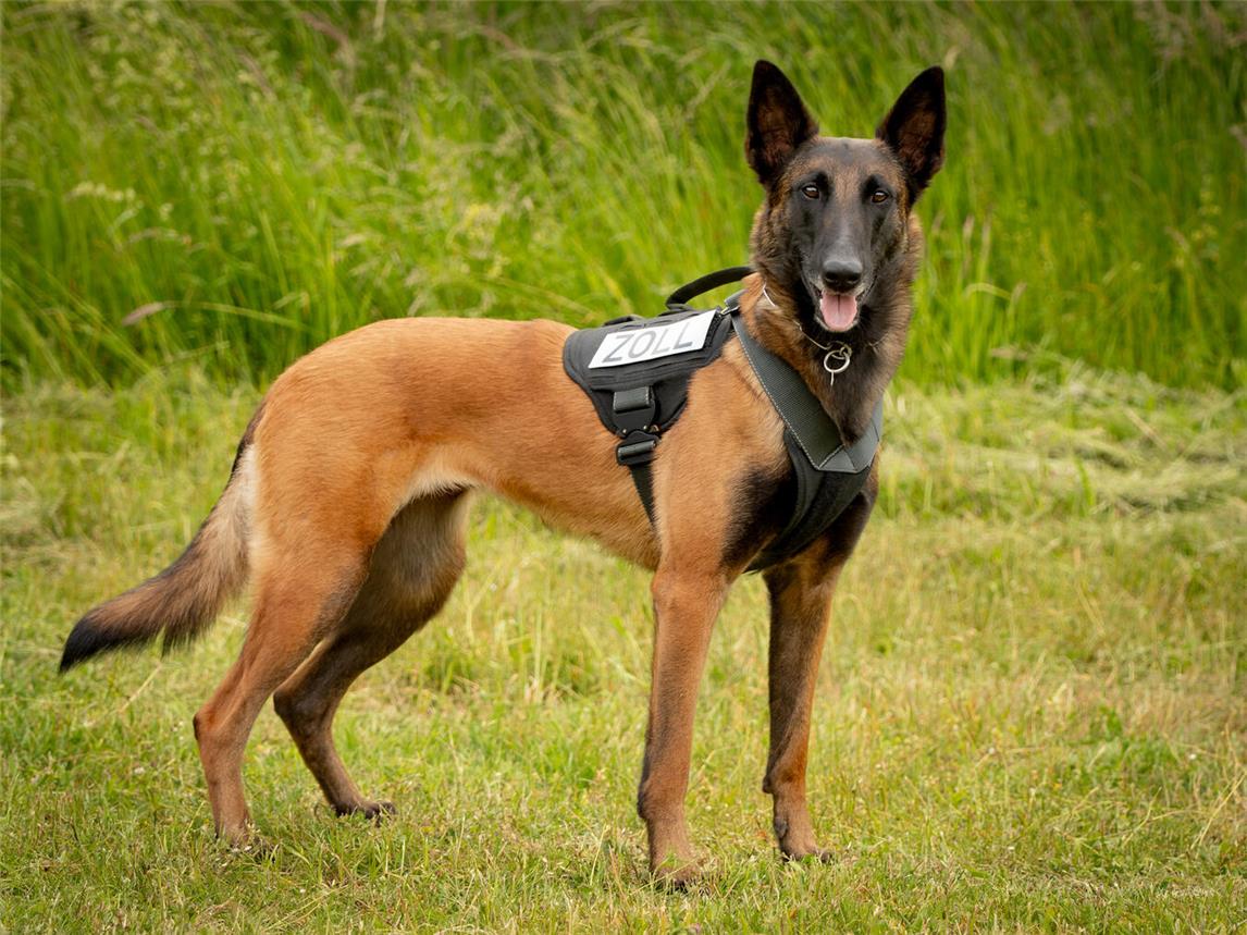 Zollhündin Frieda erschnüffelte in einem PKW eine große Menge Rauschgift. Foto: Hauptzollamt Duisburg