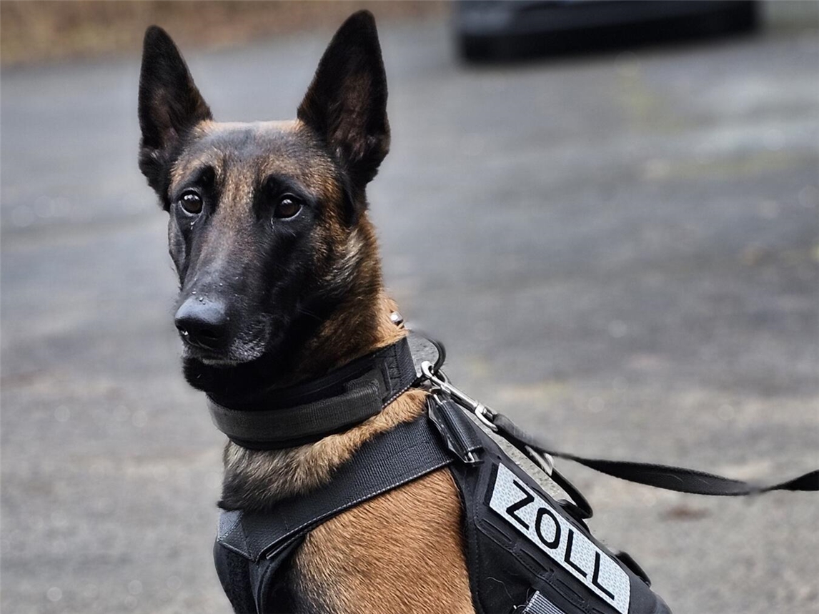 Zollhündin Frieda ließ sich beim Einsatz auf der A3 nicht von Gummibärchen täuschen.Foto: Hauptzollamt Duisburg