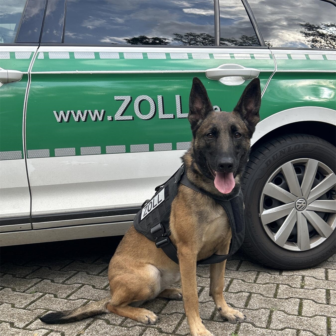 "Zollhündin Tessa im Einsatz, Hauptzollamt Duisburg, Spürhund, Zoll, Hundearbeit"