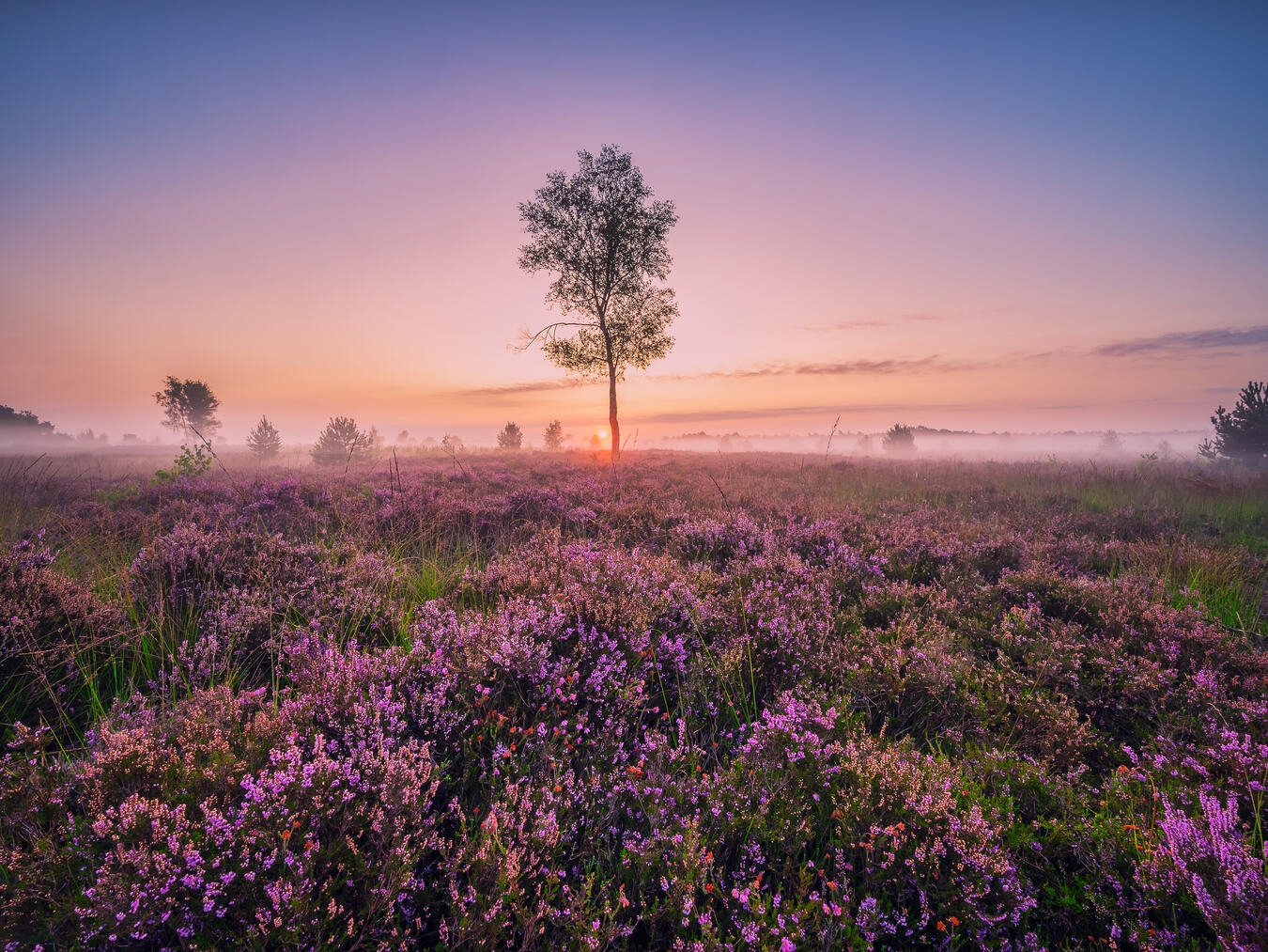 "Lila blühende Strabrechtseheide in Brabant im Herbst, Foto von Antoine van de Laar"