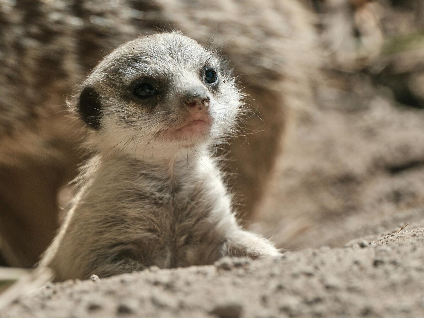 Neugierige Erdmännchen im Klever Tiergarten beobachten die Umgebung.