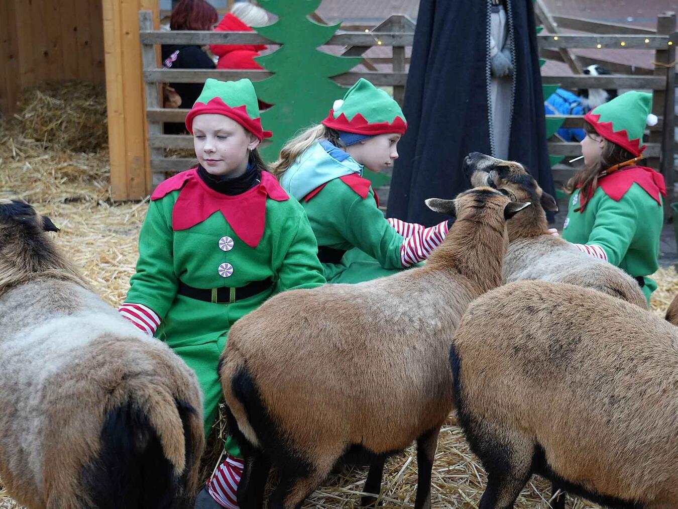Zur großen Freude der Kinder sind auch wieder die Streichelschafe der Familie van de Loo beim „Büdchenzauber“ dabei. Foto: privat