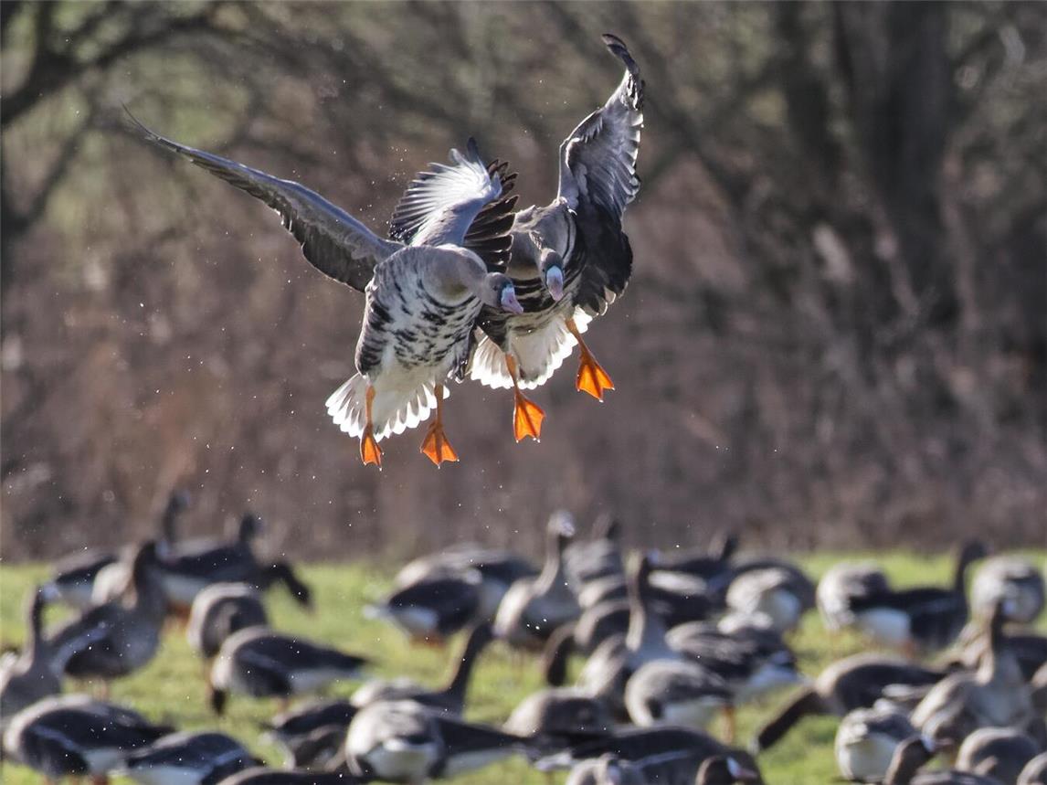 Zwei Blassgänse im Landeanflug. Foto: Nabu/Hans-Martin Kochanek