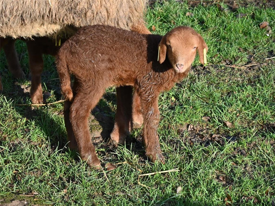 Zwei Lämmer kamen bei den Coburger Fuchsschafen zur Welt. Foto: Tiergarten Kleve